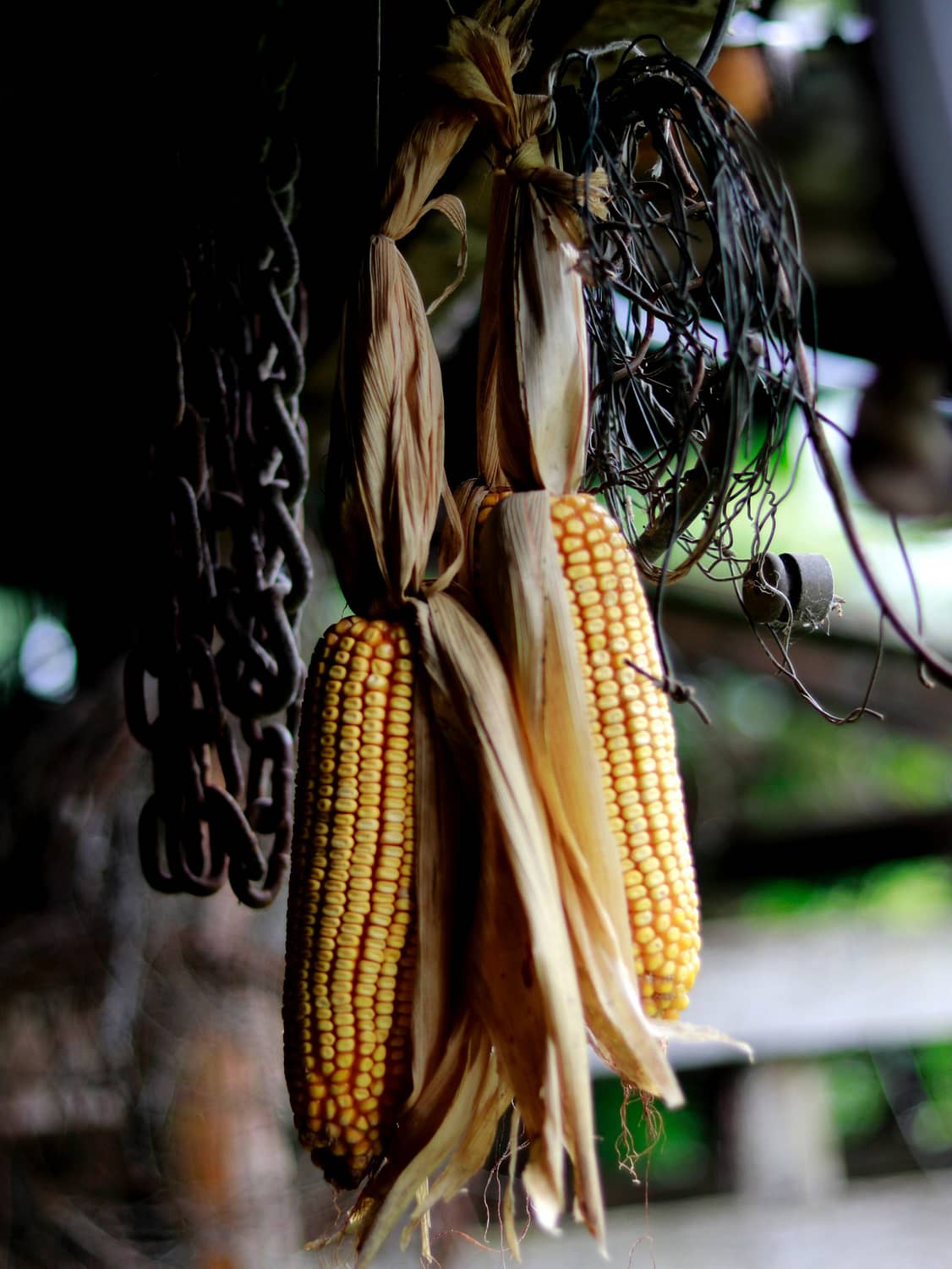 You are currently viewing Tracking The Mystery Of Maize And Evolution of Corn