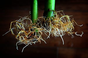 Green Onion Roots