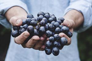 Hands holding grapes
